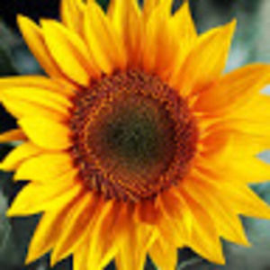 Meet your Posher, Angie